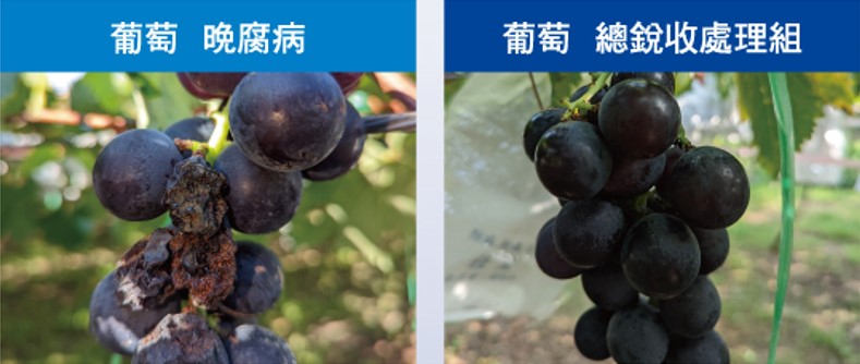 葡萄晚腐病
