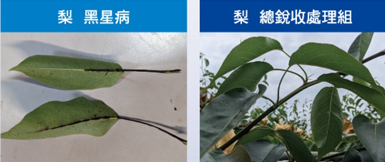 梨黑星病